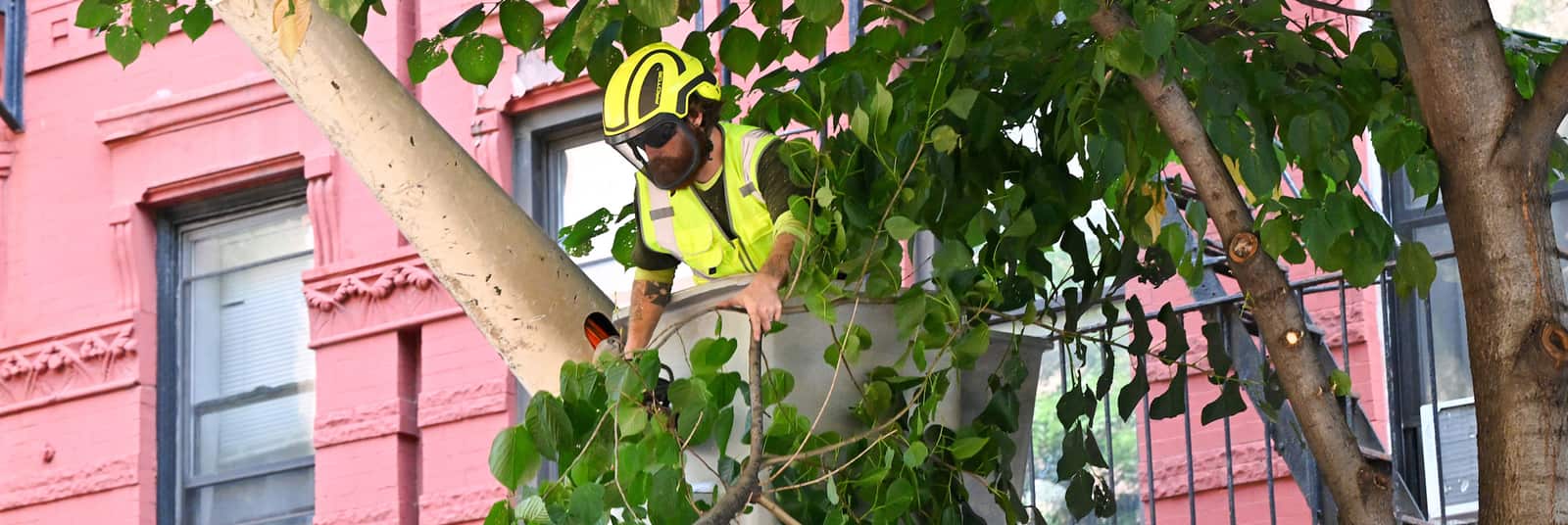 Tree trimming work in Charlotte