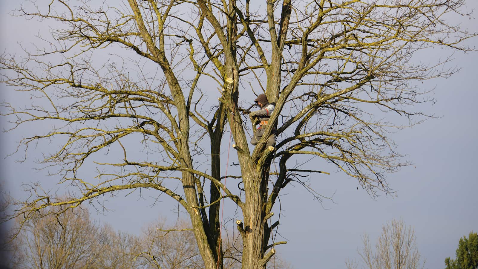 Completed tree service project in Charlotte