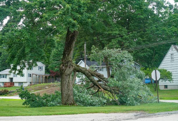 Emergency tree removal service in Charlotte, NC