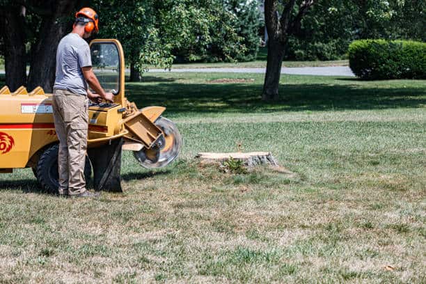 Stump grinding service in Charlotte, NC