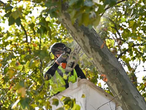 Tree pruning service in Charlotte, NC