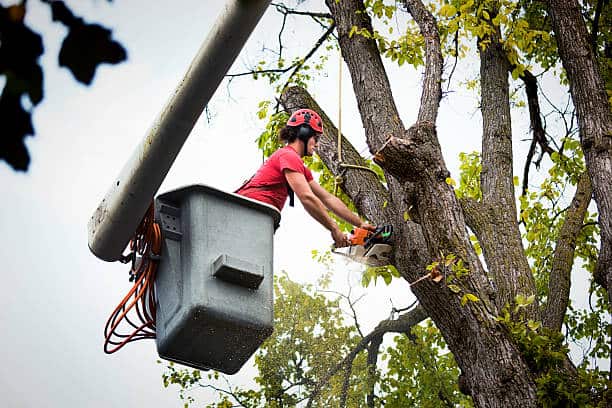 Tree removal service by Advance Tree Service LLC in Charlotte, NC