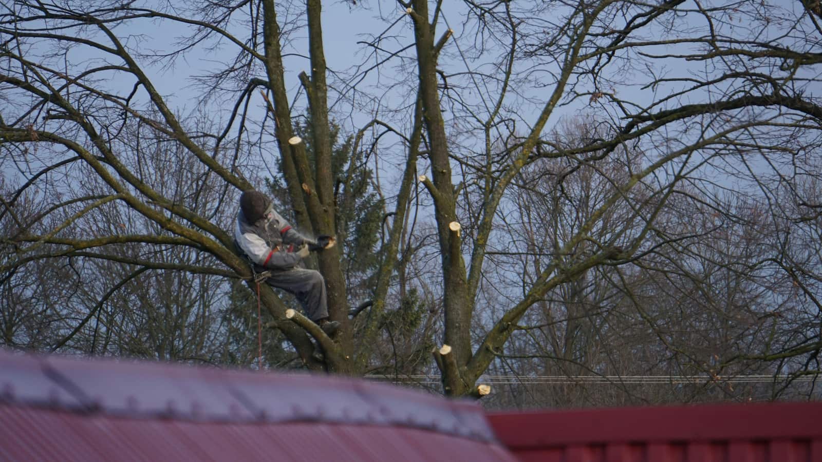 Tree trimming service in Charlotte, NC